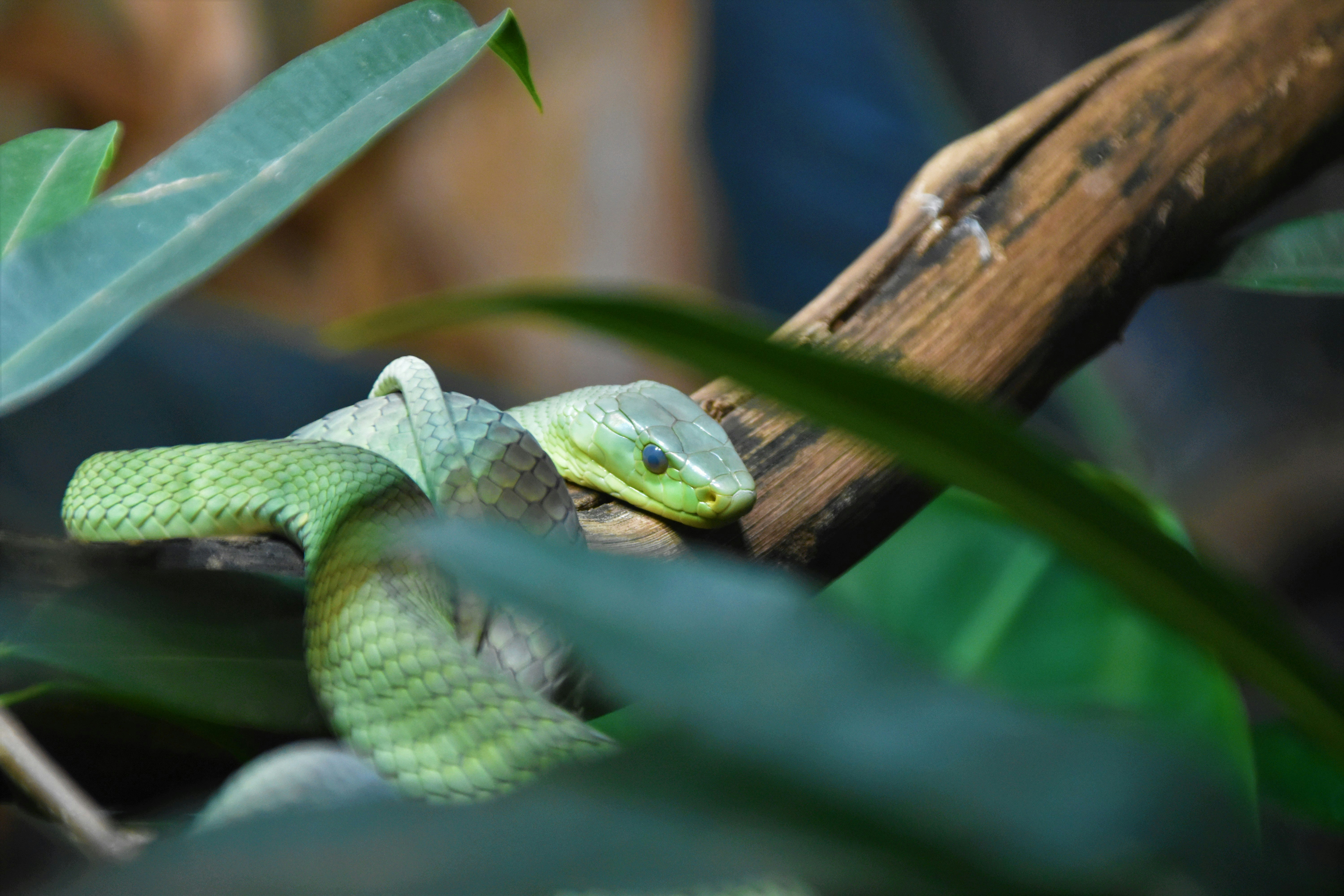 green snake on brown tree branch